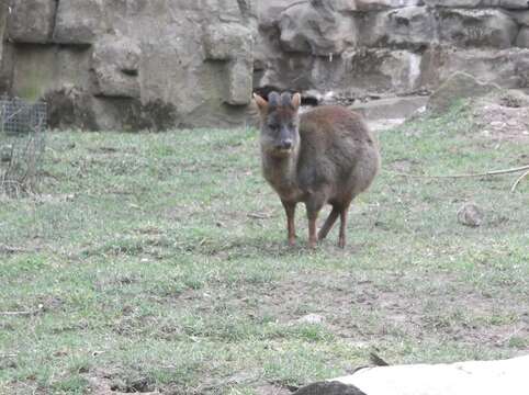 Image of Pudú