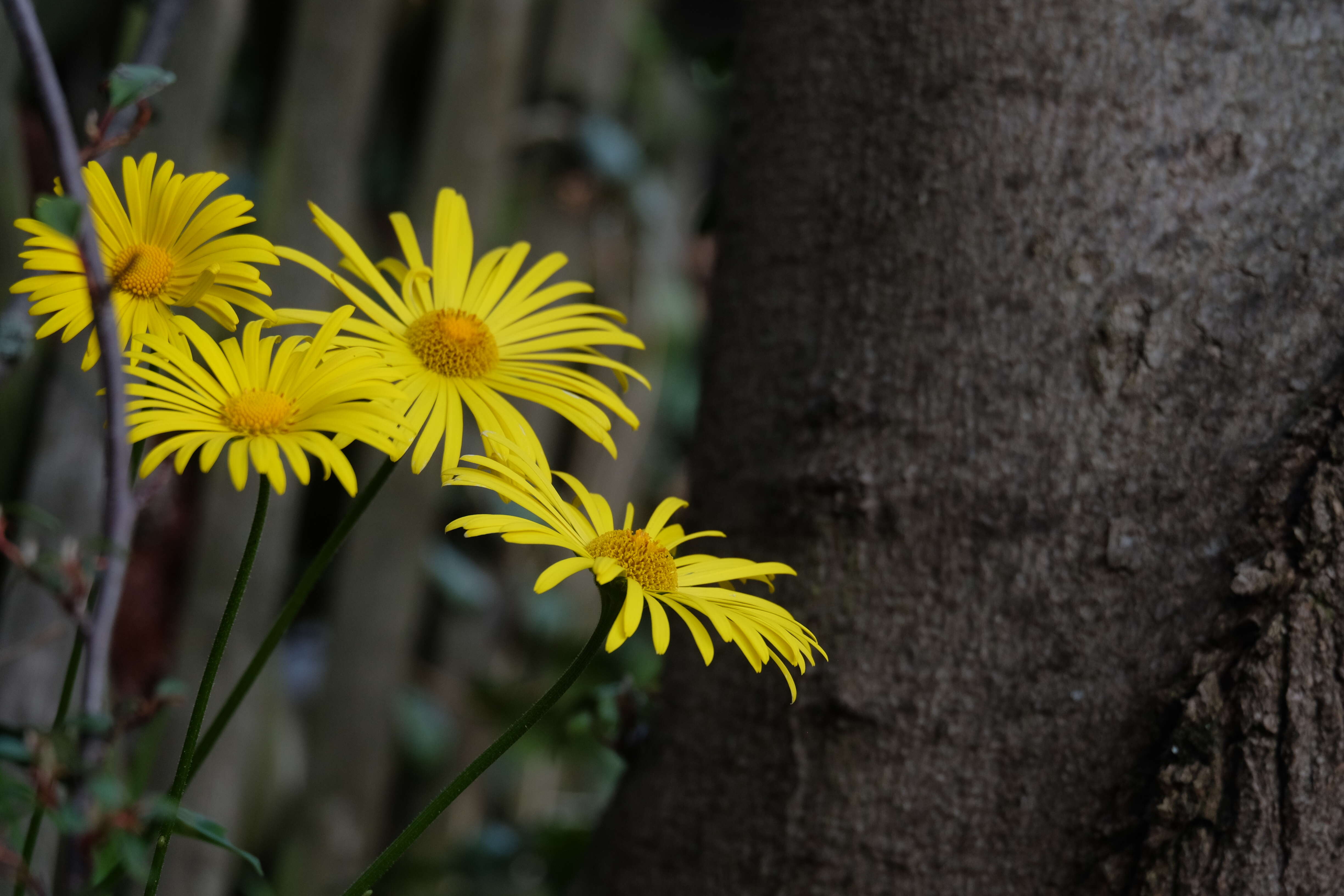 Imagem de Doronicum orientale Hoffm.