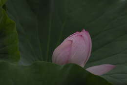 Image of sacred lotus