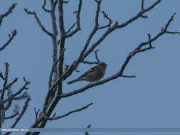 Image of Fringilla Linnaeus 1758