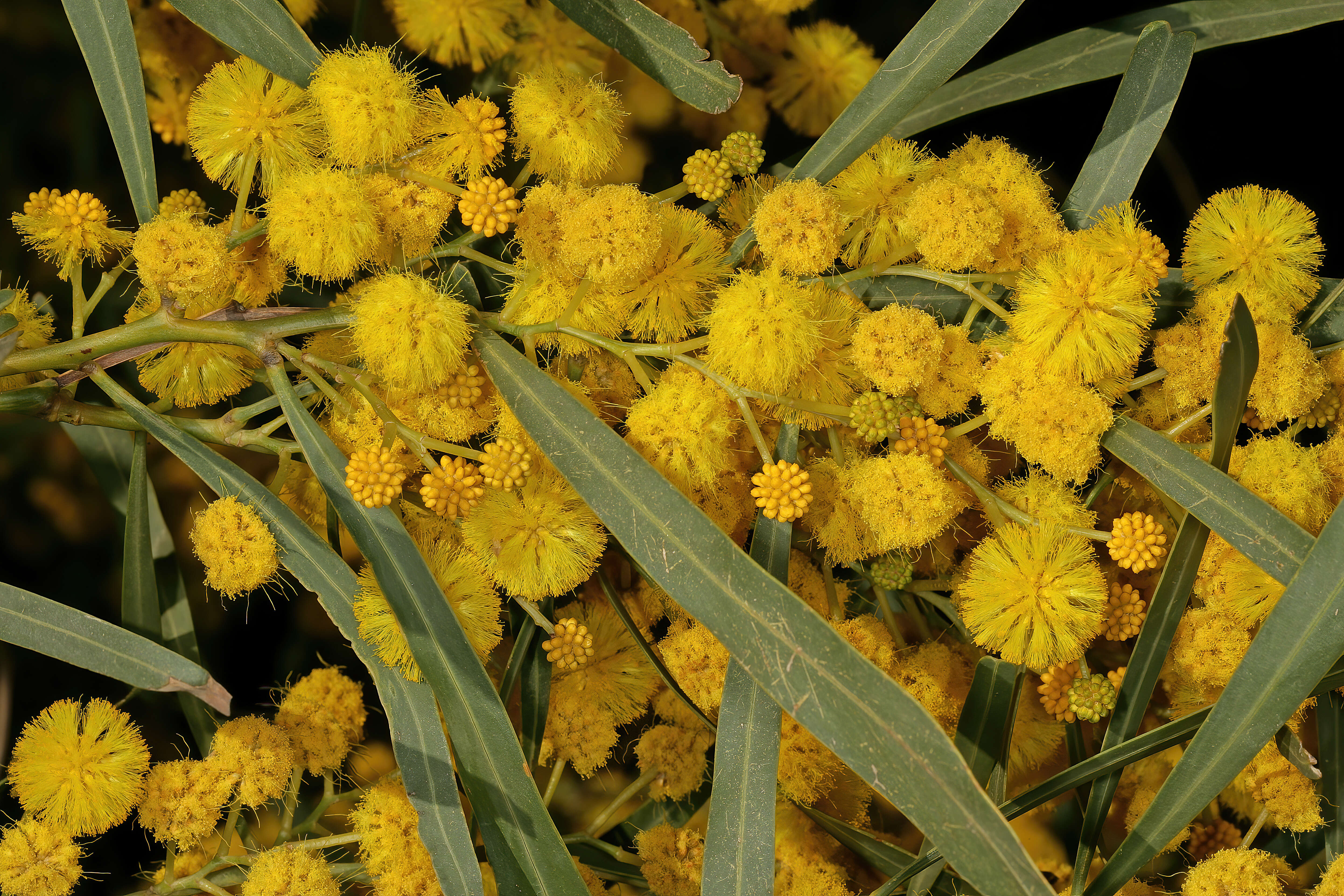 Image of orange wattle