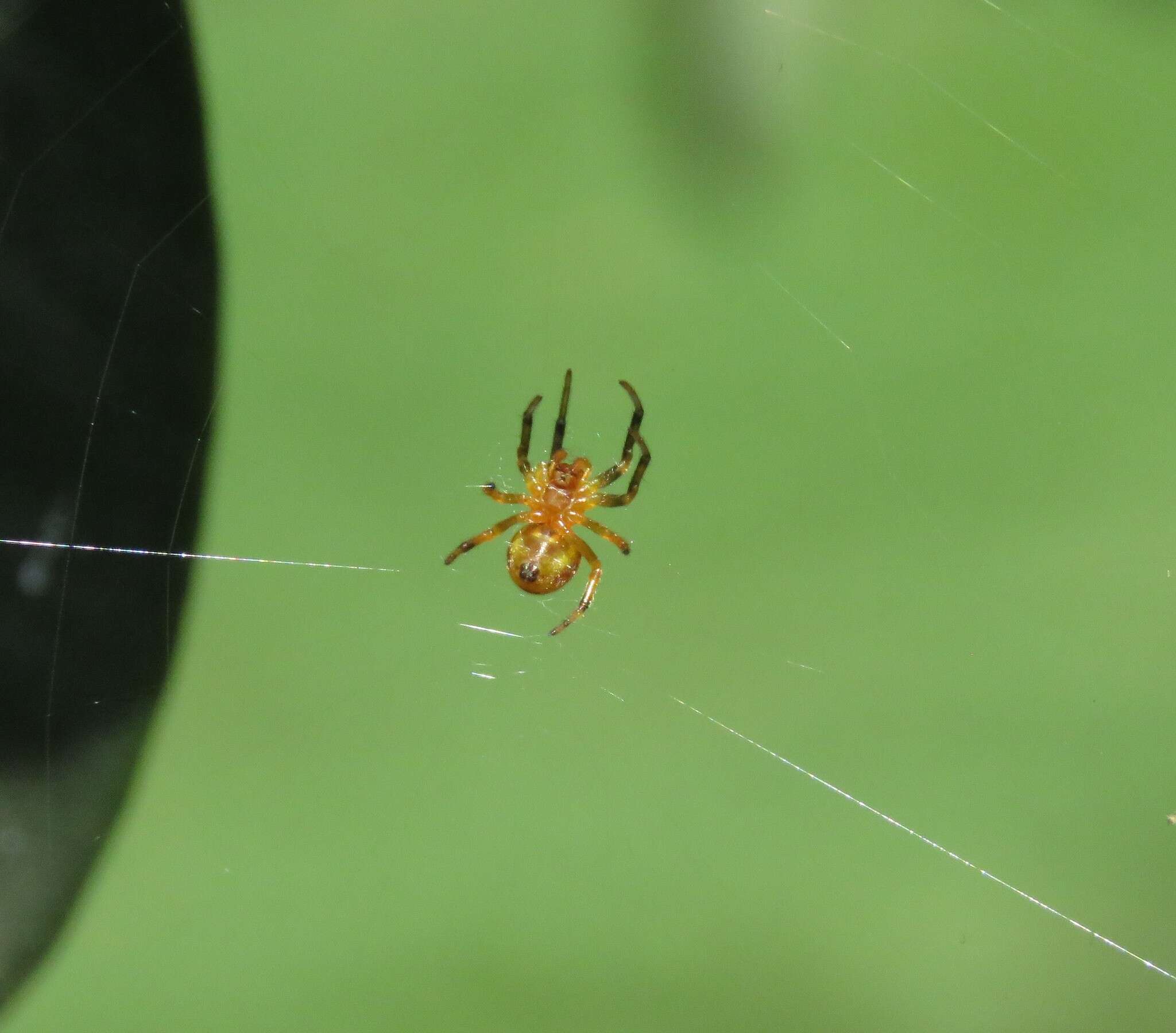 Image of Araneus