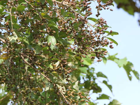 Image of Lagerstroemia microcarpa Wight