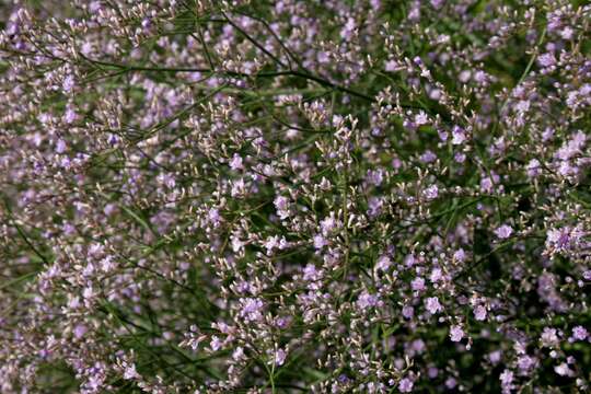 Image of Mediterranean sea lavender