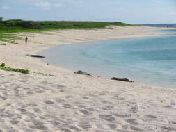 Image of Hawaiian Monk Seal