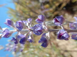 Imagem de Lupinus argenteus Pursh