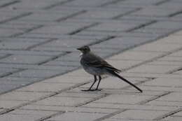 Image of Pied Wagtail and White Wagtail