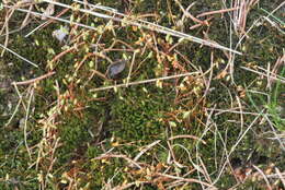 Image of pohlia moss