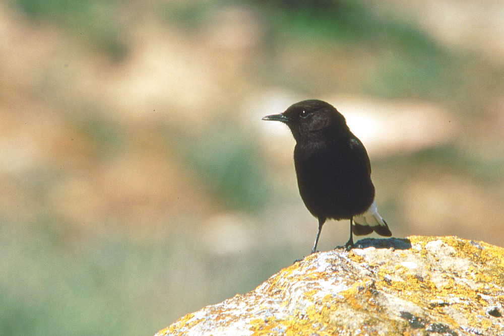 Image of Black Wheatear