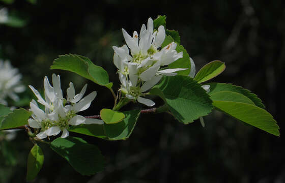 Image of Saskatoon serviceberry