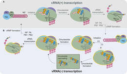 Image of Influenza A virus