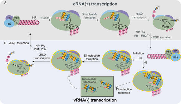 Plancia ëd Influenza A virus