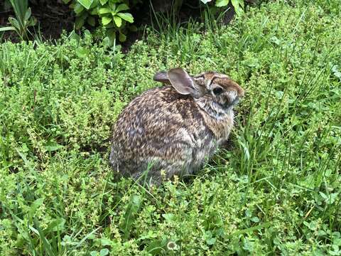 Image of eastern cottontail