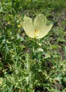 Image of Mexican pricklypoppy