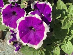 Image of petunia