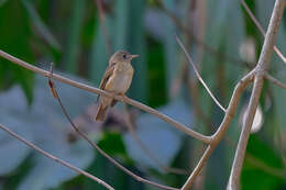 Muscicapa muttui (Layard & EL 1854) resmi