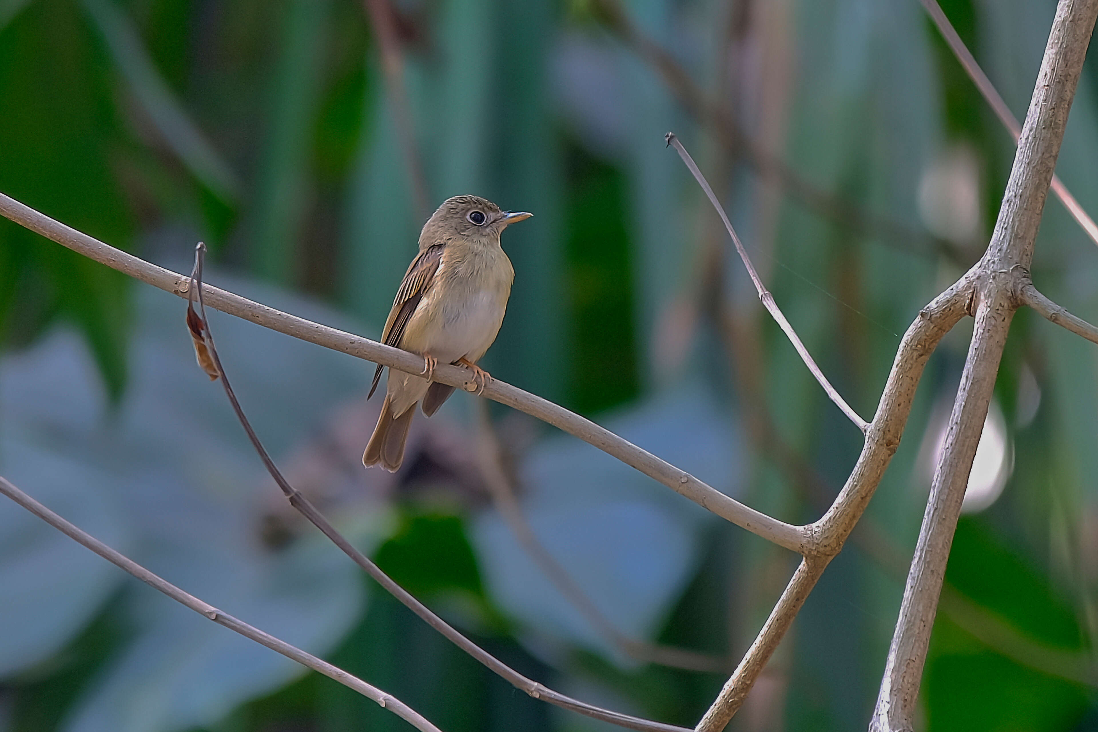 Muscicapa muttui (Layard & EL 1854) resmi