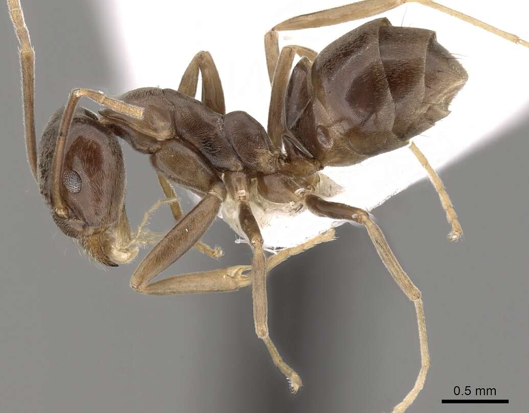 Imagem de Leptomyrmex ramorniensis