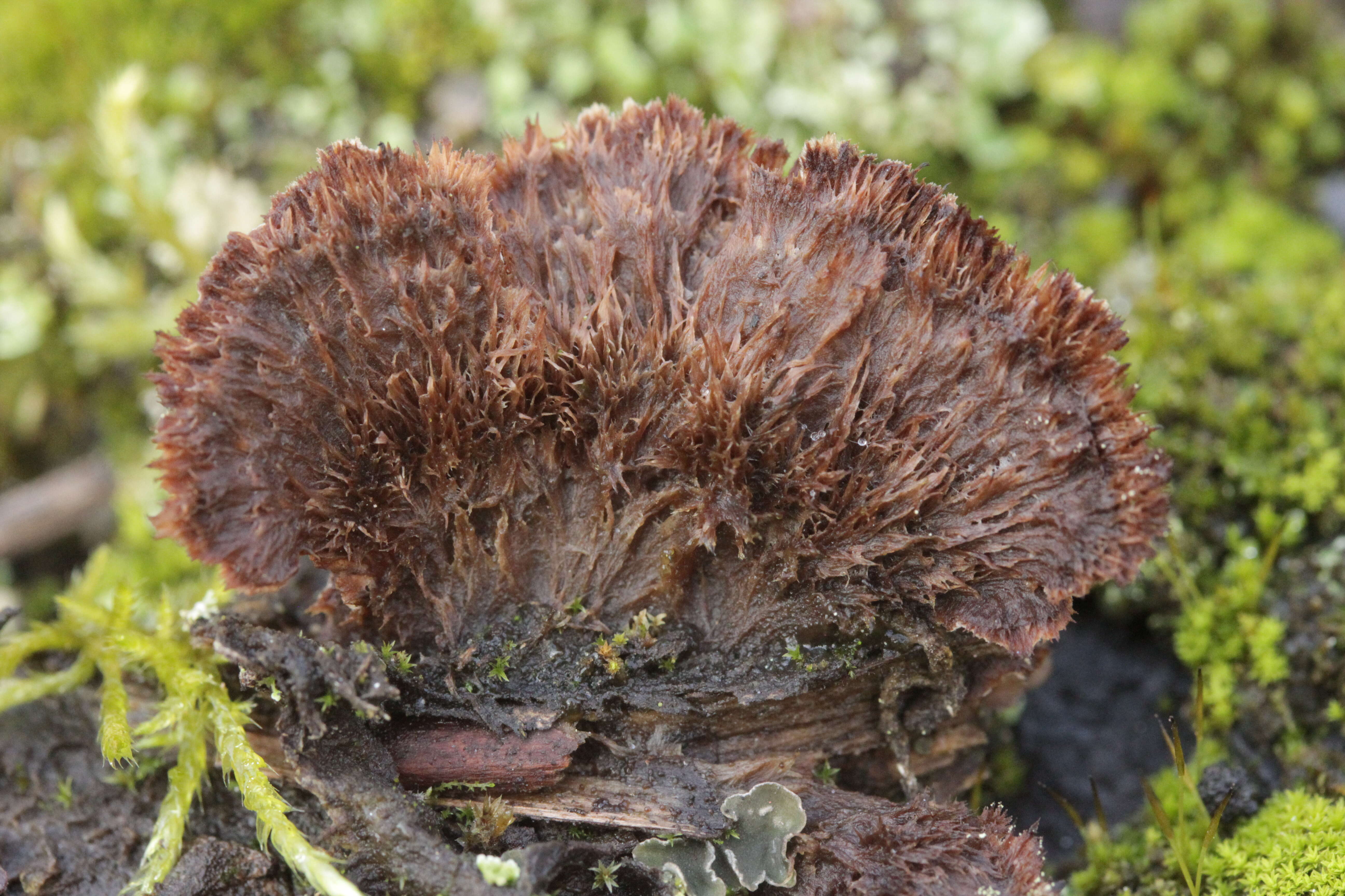 Image de Thelephora terrestris Ehrh. 1787