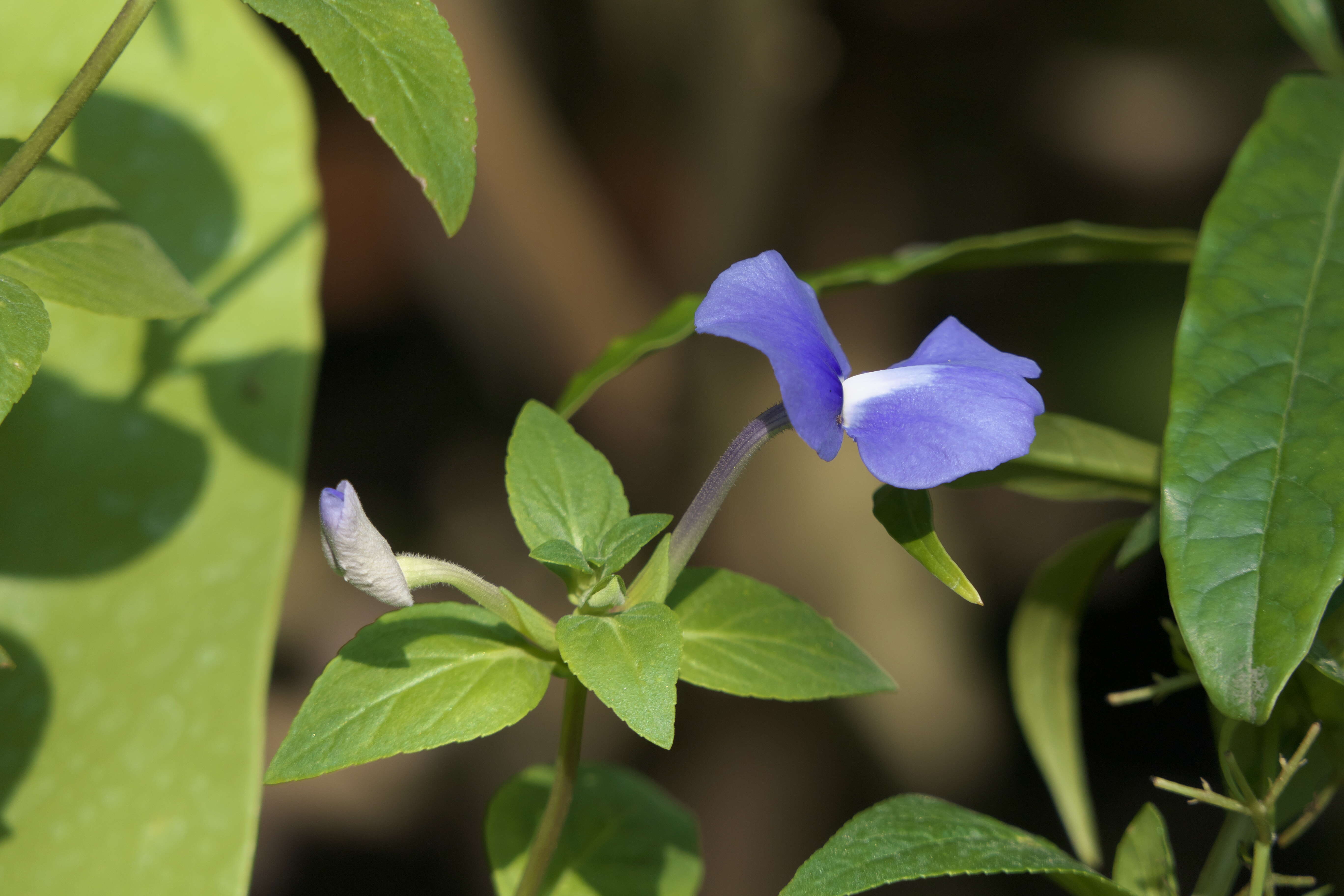 Plancia ëd Achetaria azurea (Linden) V. C. Souza