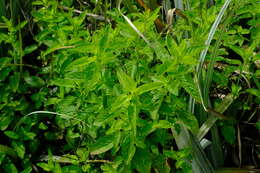 Image of Water Mint