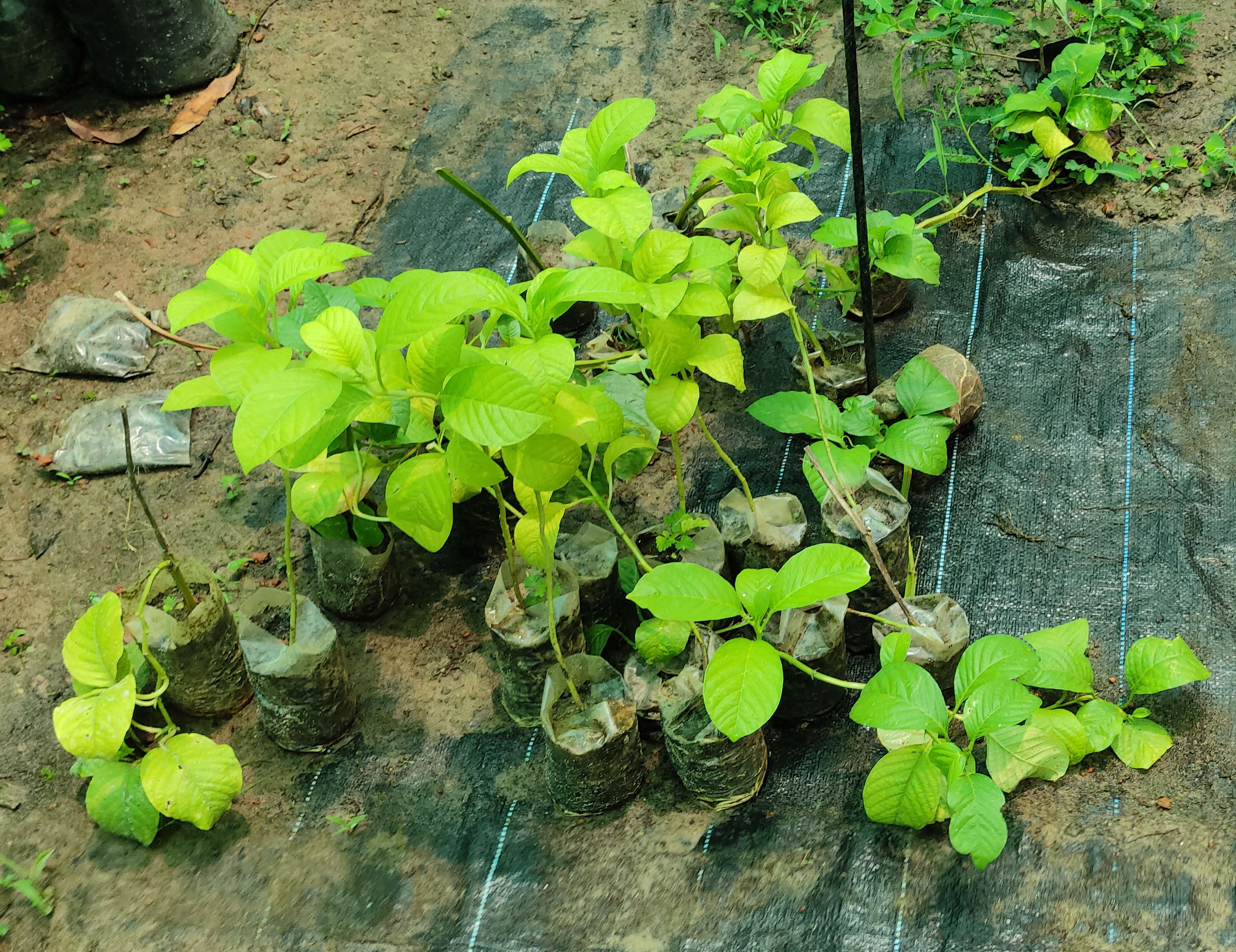 Imagem de Passiflora quadrangularis L.