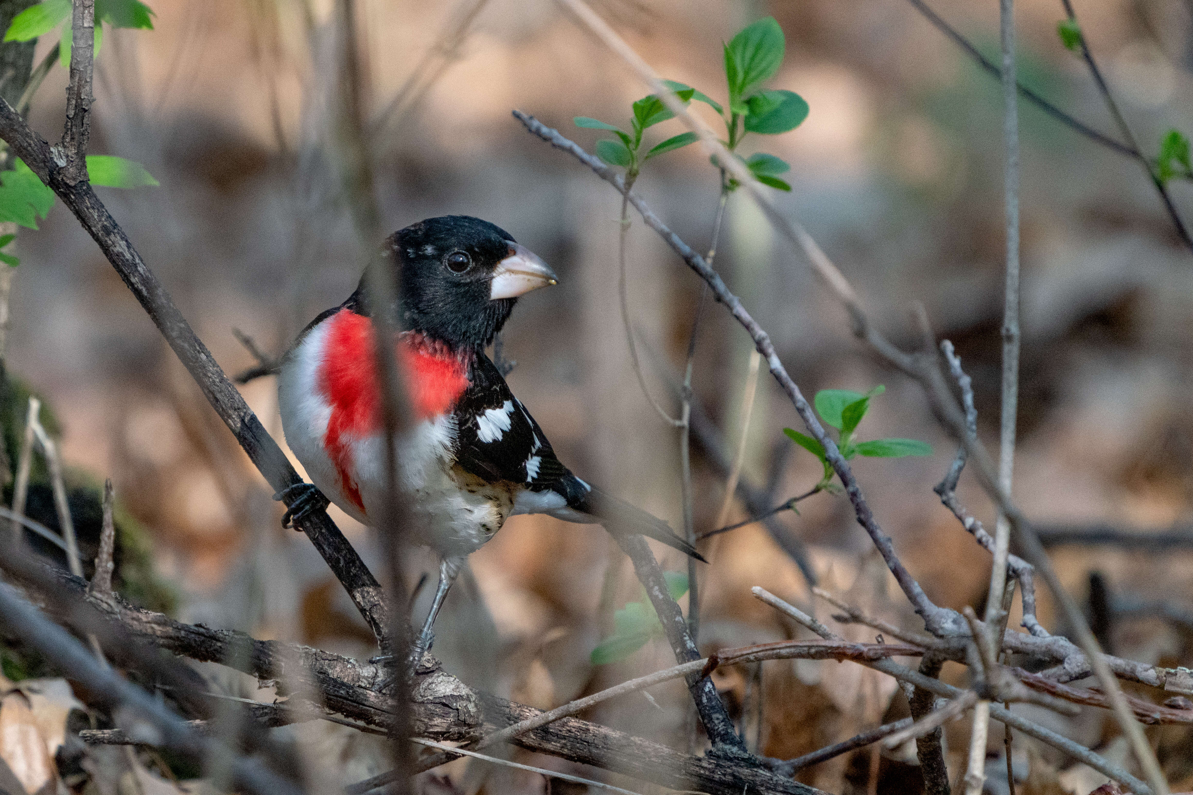 Image of Rose-breasted Grosbeak