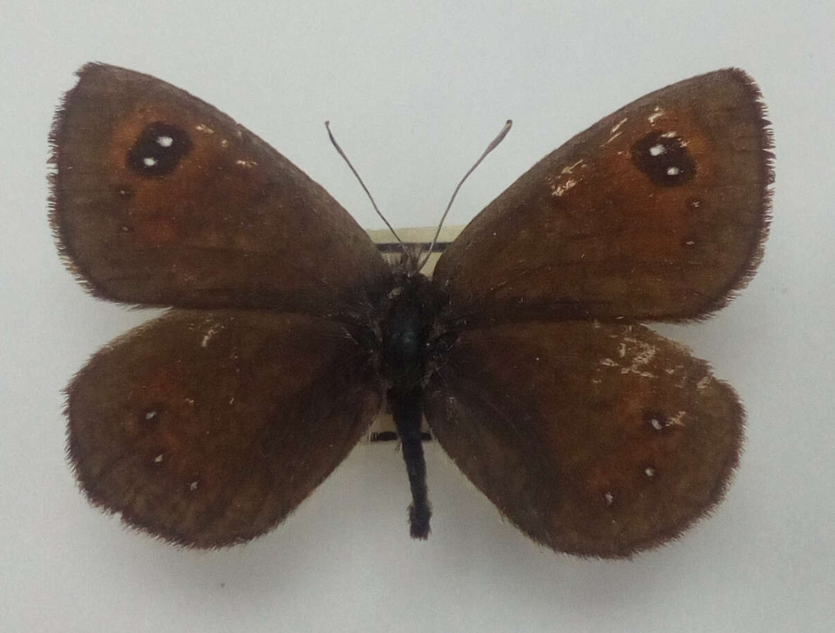 Image of Erebia iranica Grum-Grshimailo 1894