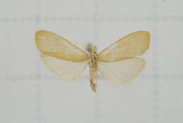 Image of Notata parva Hampson 1891