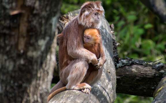 Image of Eastern Ebony Leaf Monkey