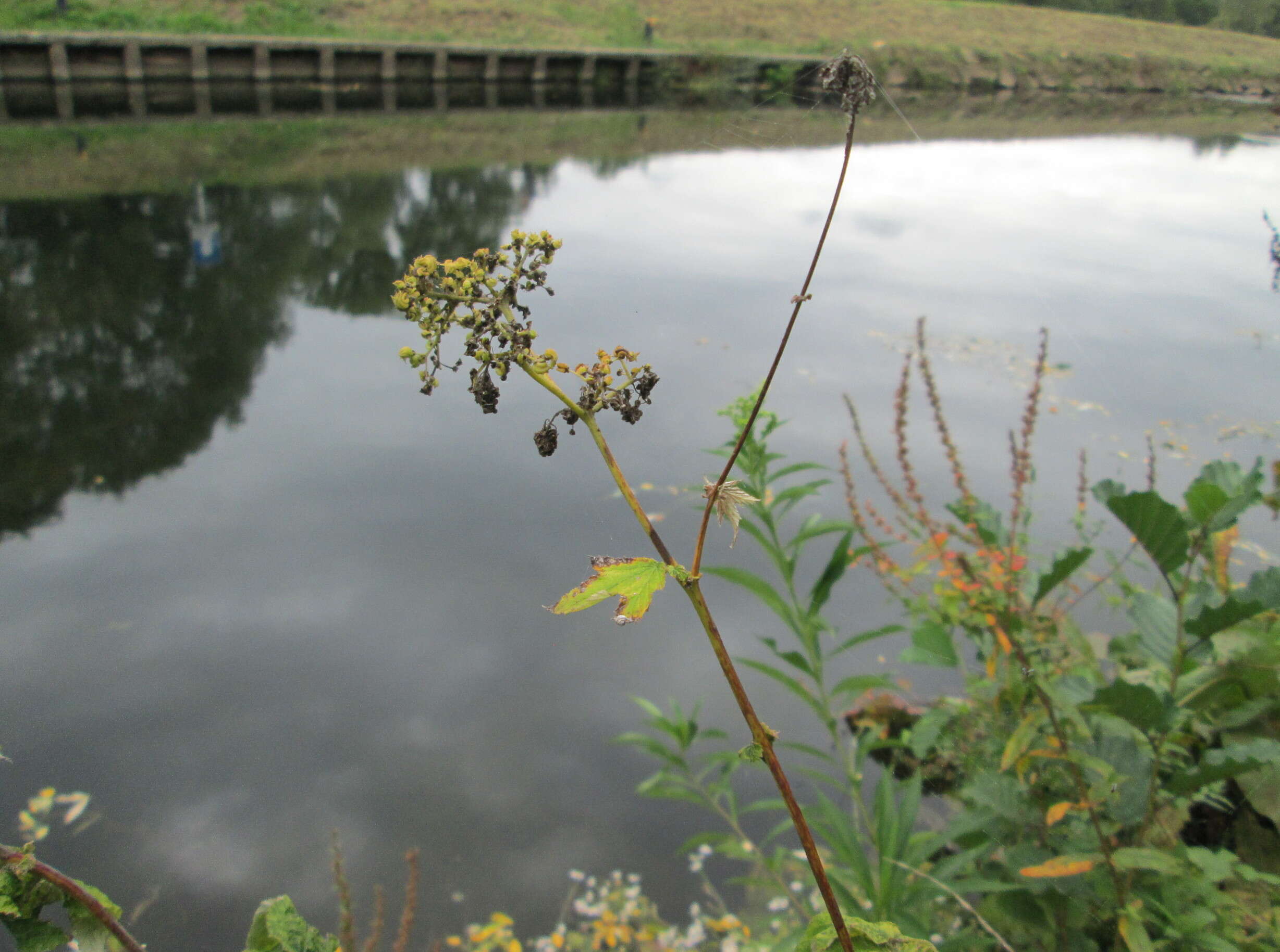 Image of Meadowsweet