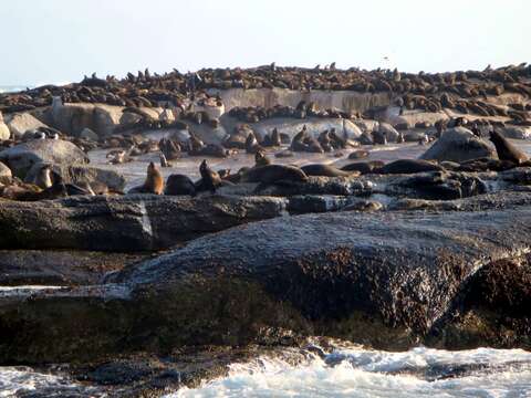 Image of Afro-Australian Fur Seal