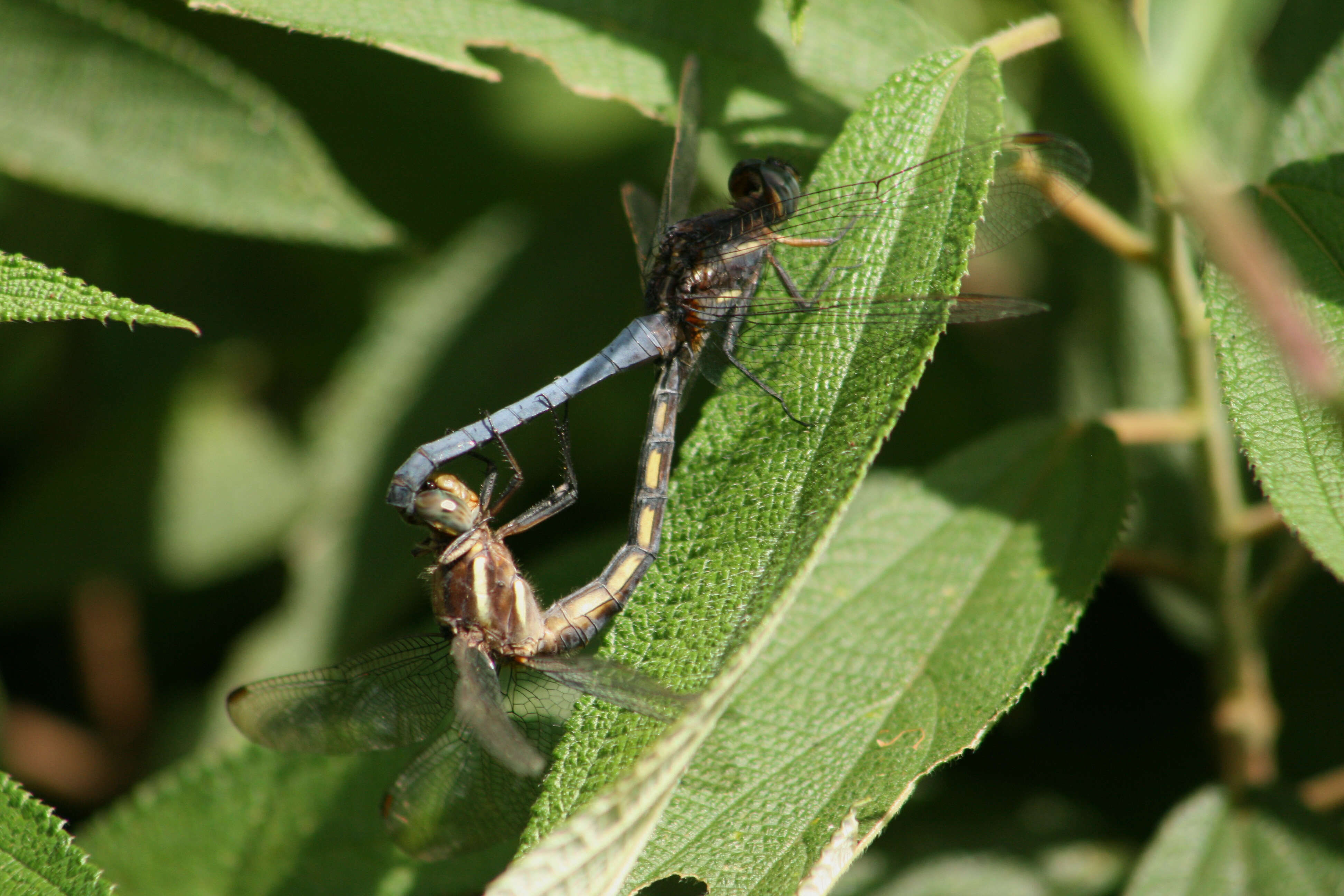 Image of Orthetrum luzonicum (Brauer 1868)