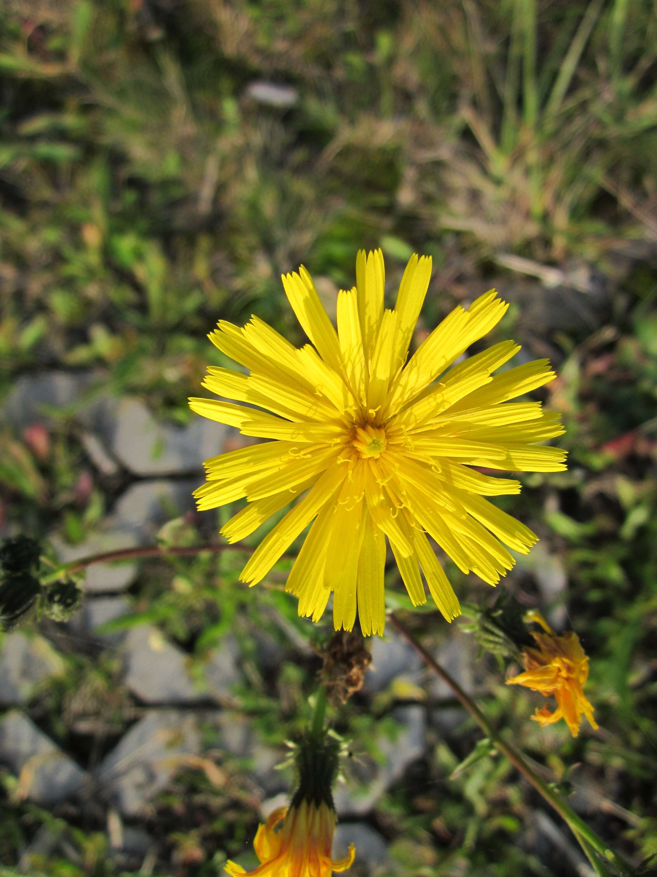 Image of hawkweed oxtongue