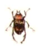 Image of Water beetle