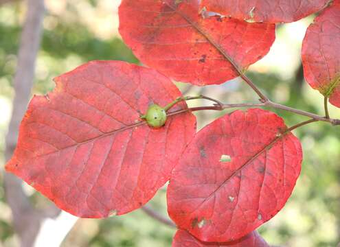 صورة Neoshirakia japonica (Siebold & Zucc.) Esser