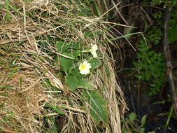 Image of Primrose