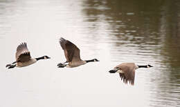 Image of Hawaiian goose