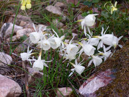 Image de Narcissus cantabricus DC.