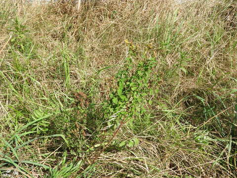 Image of spotted St. Johnswort