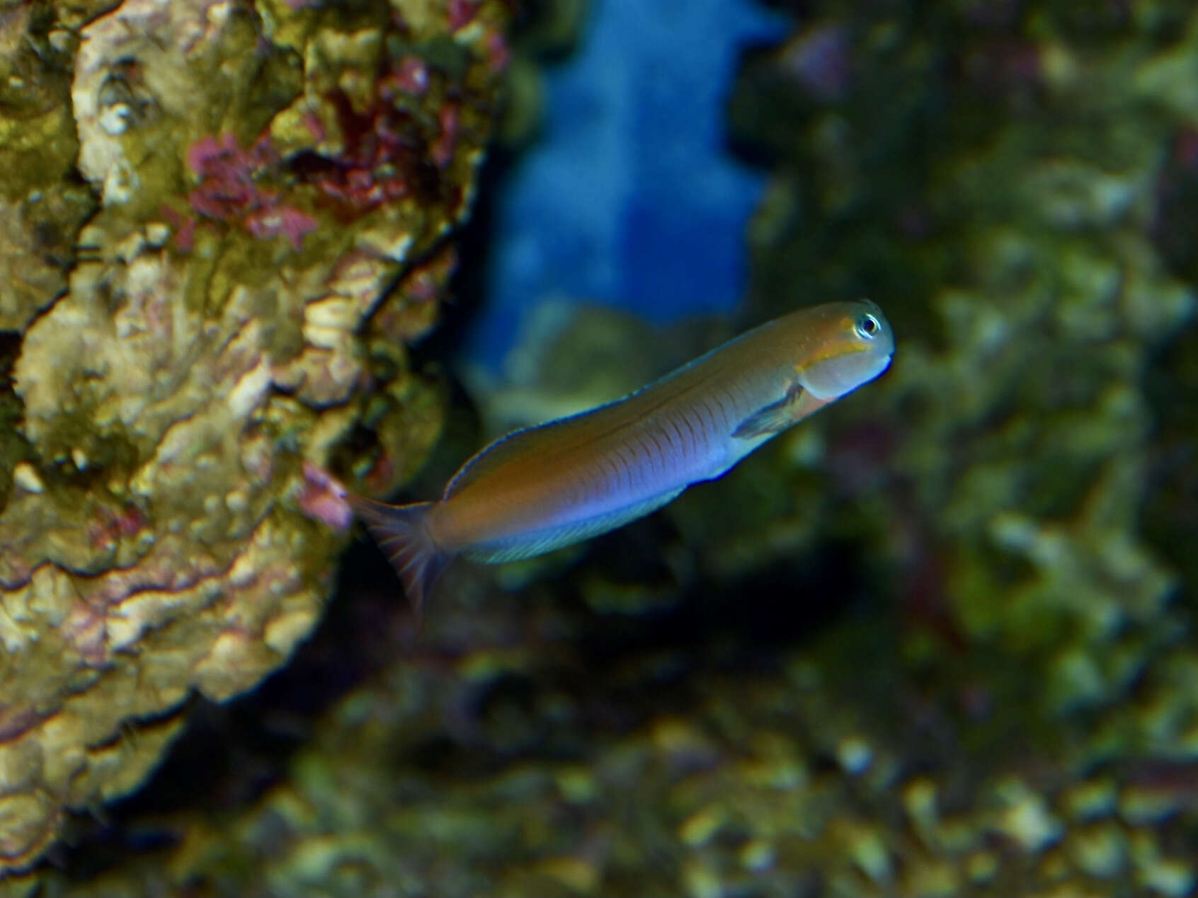 Image of Midas coralblenny