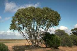 Image of Eucalyptus stowardii Maiden