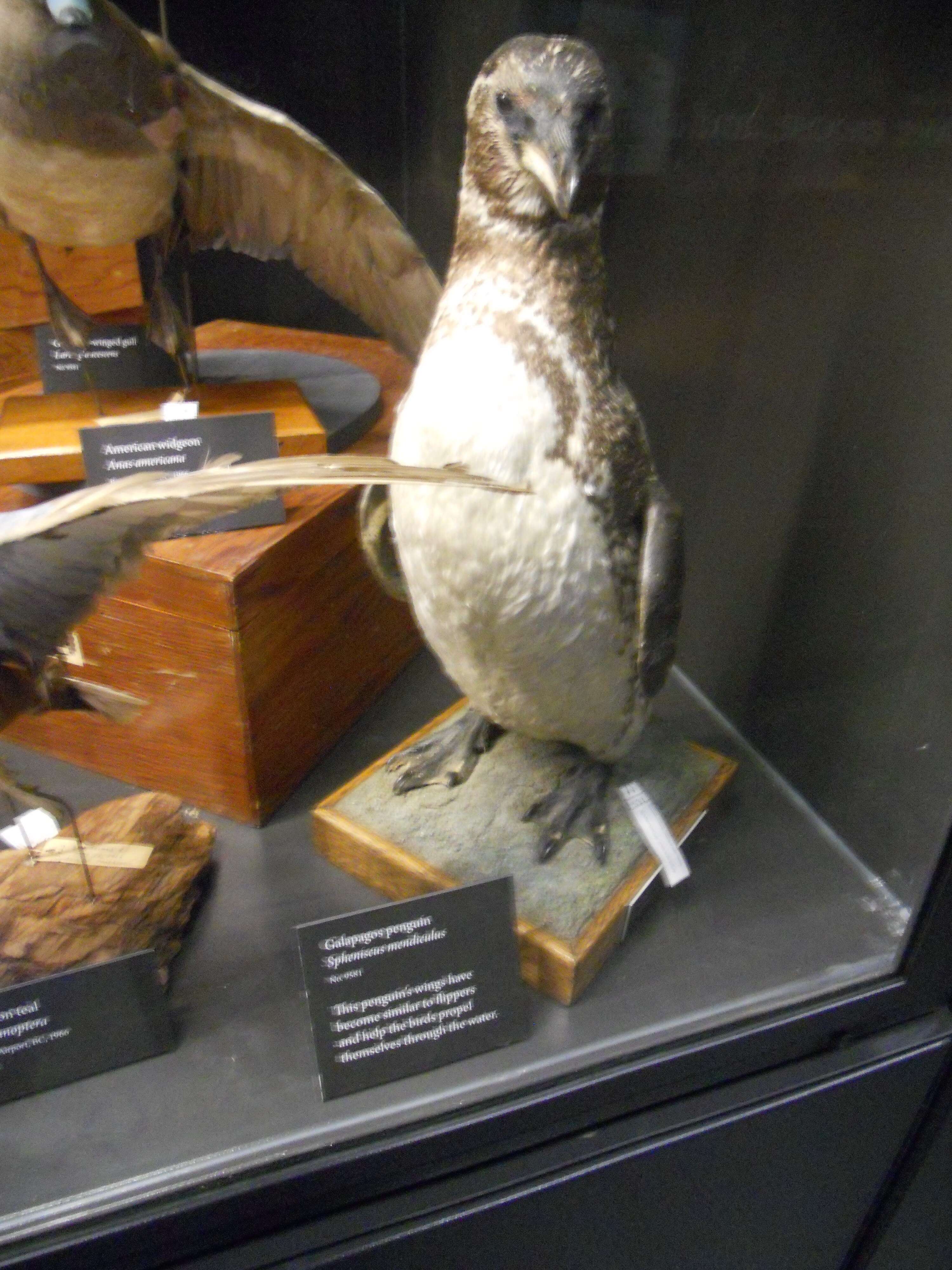 Image of Galapagos Penguin