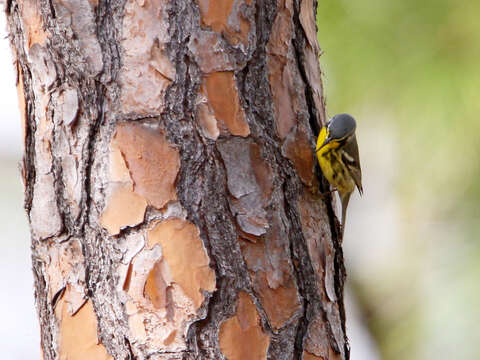 Image of Bahama Warbler