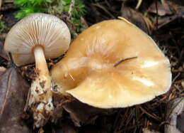 Image of Rhodocollybia butyracea (Bull.) Lennox 1979