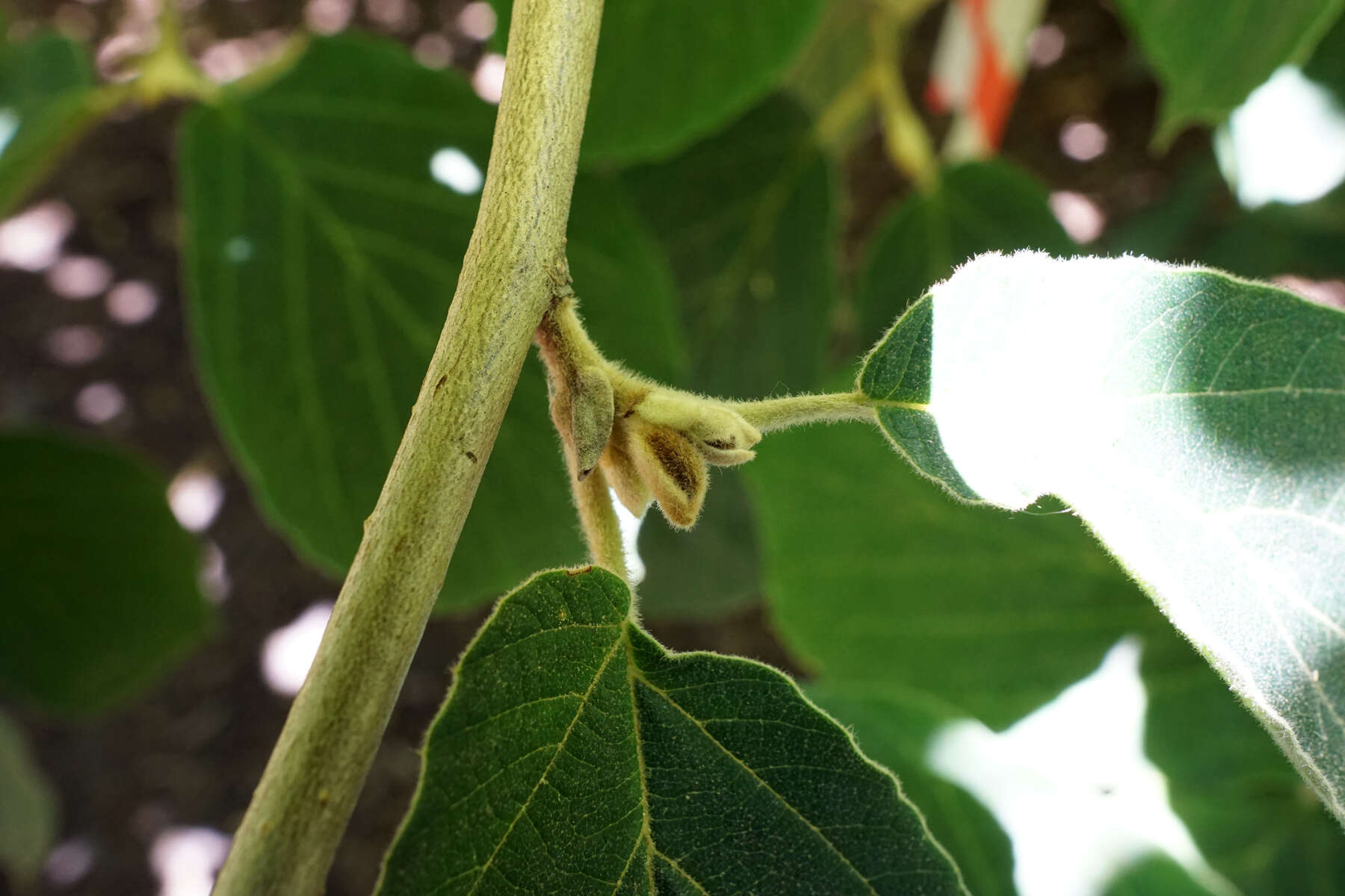 Image of Chinese witch hazel