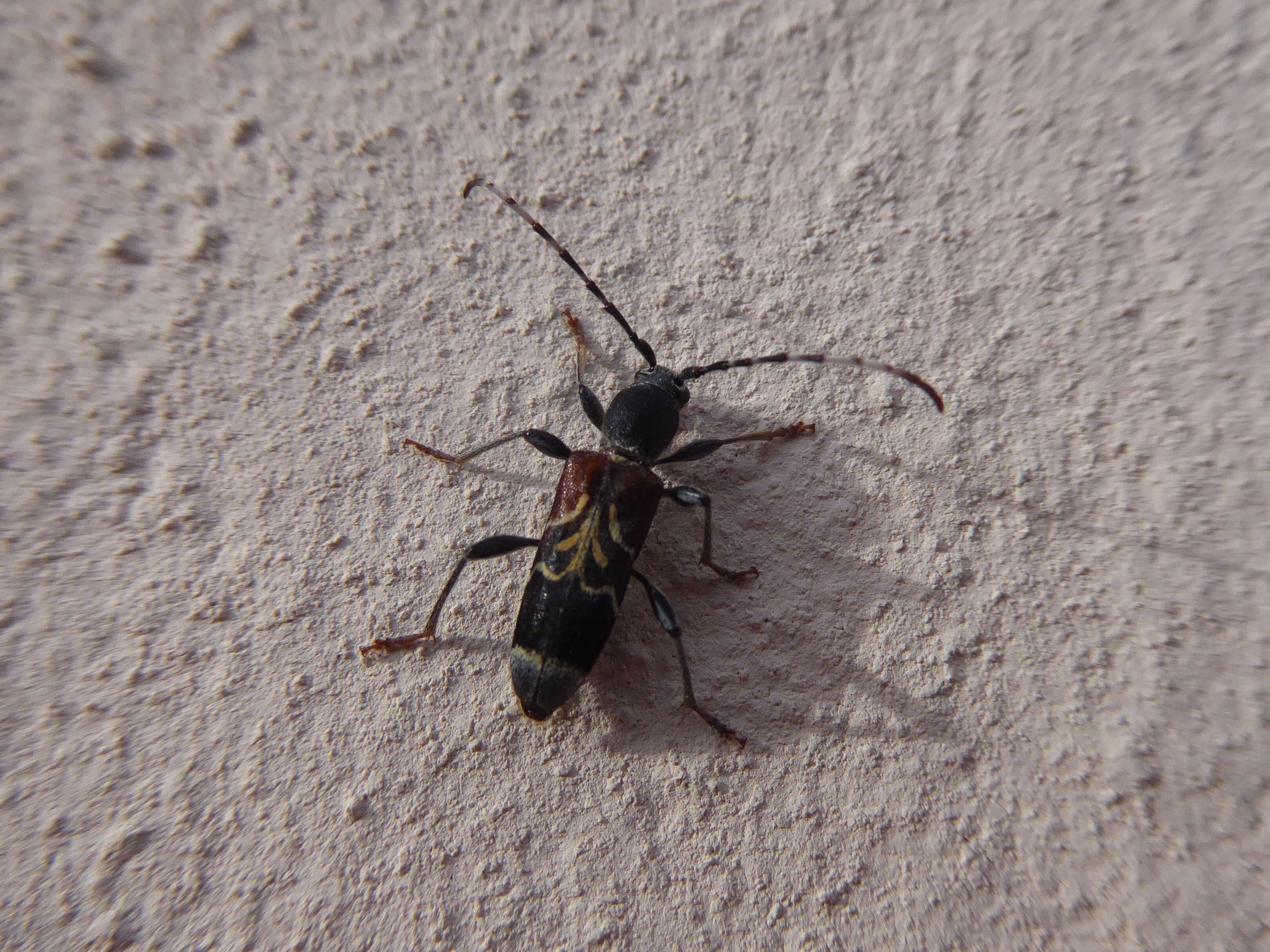 Image of grey-coated longhorn beetle