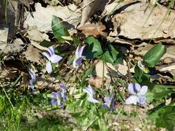 Image of common dog-violet