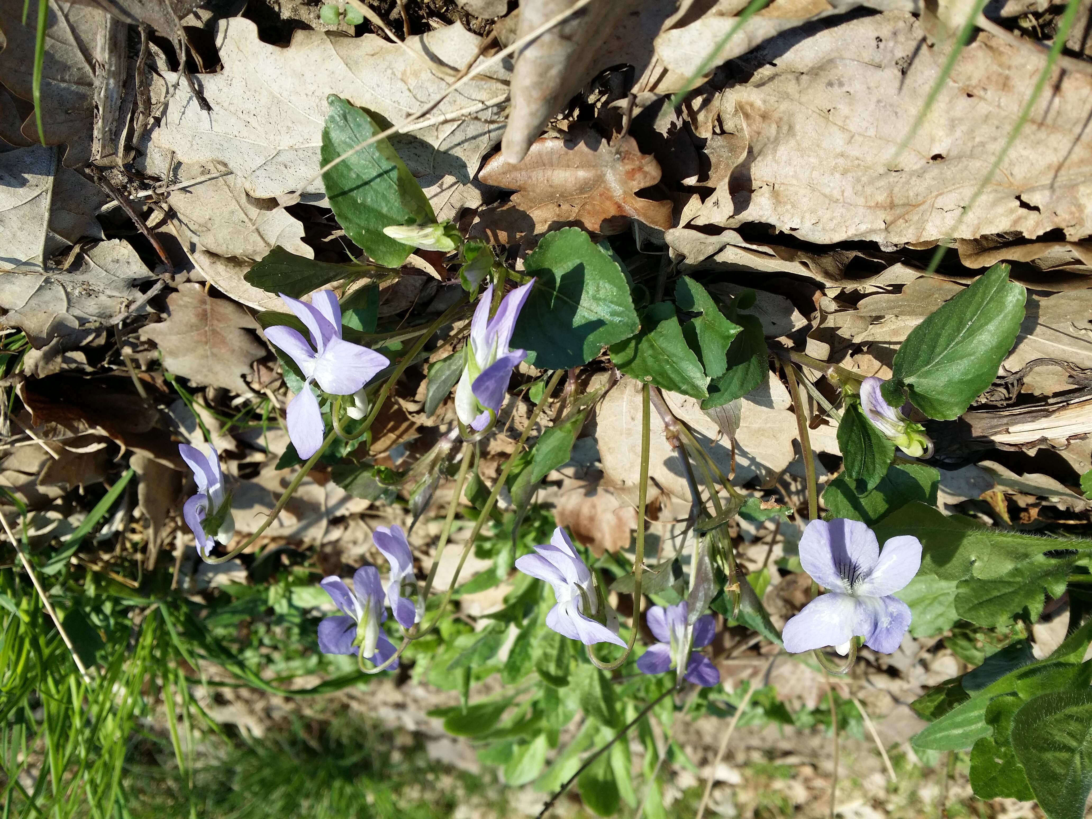 Image of common dog-violet