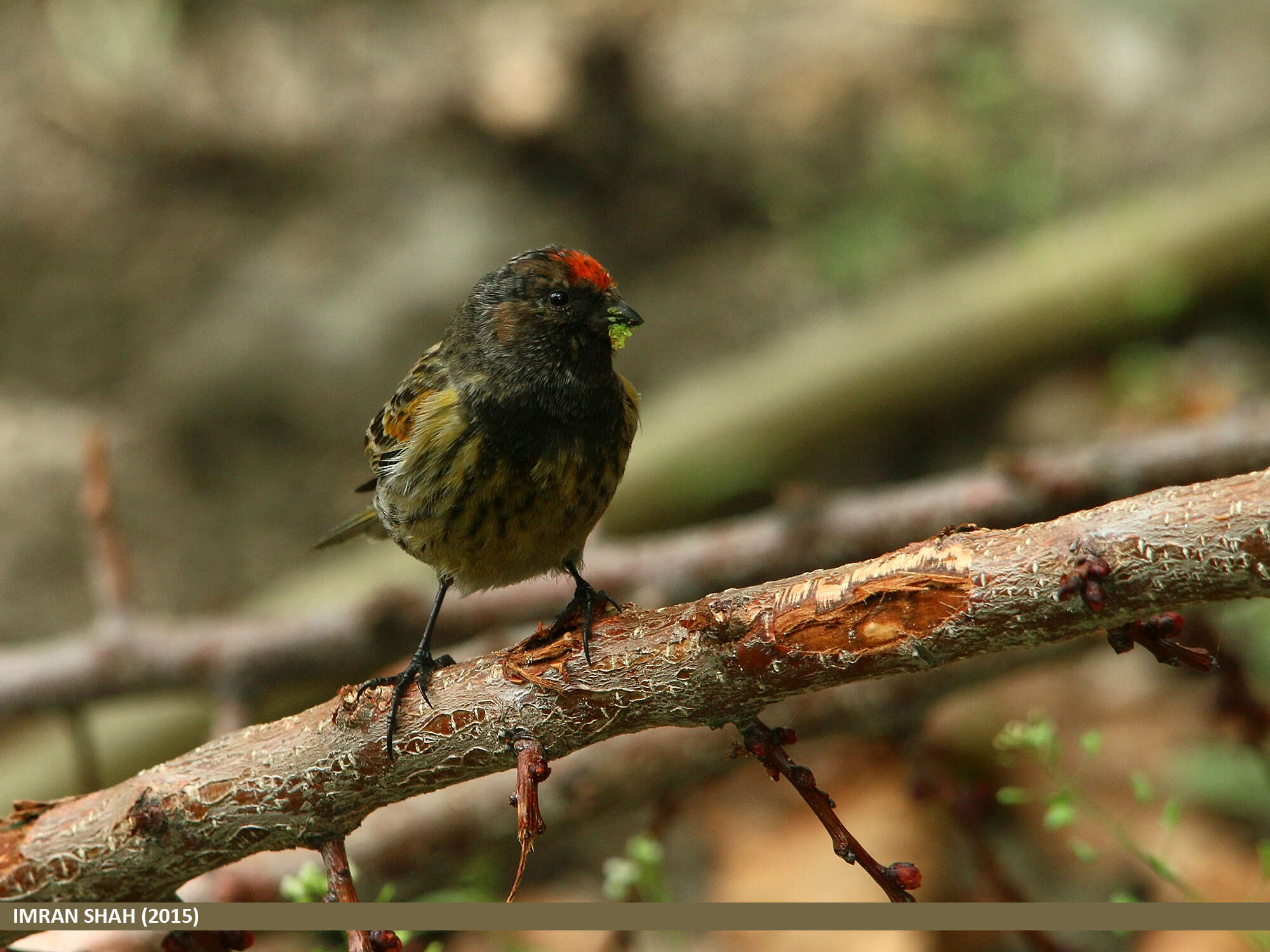 Image of Fire-fronted Serin